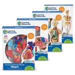 Learning Resources Human Anatomy Models Bundle Set Heart/Body/Skeleton/Brain