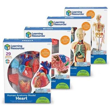 Learning Resources Human Anatomy Models Bundle Set Heart/Body/Skeleton/Brain