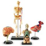 Learning Resources Human Anatomy Models Bundle Set Heart/Body/Skeleton/Brain