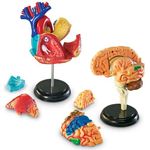 Learning Resources Human Anatomy Models Bundle Set Heart/Body/Skeleton/Brain