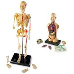 Learning Resources Human Anatomy Models Bundle Set Heart/Body/Skeleton/Brain