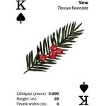 Kaddo Top Tree Playing Cards
