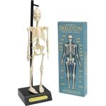 Rex London Anatomical Skeleton Model Presents Of Mind