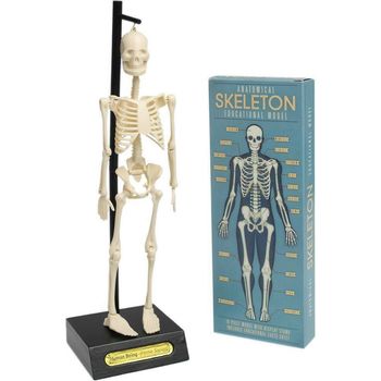 Rex London Anatomical Skeleton Model Presents Of Mind