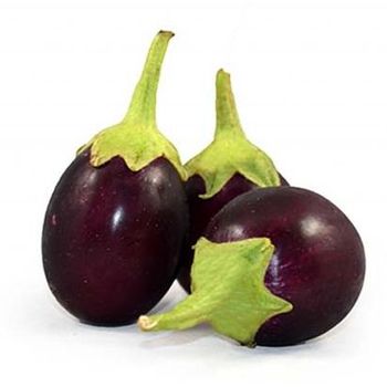 India Brinjal Eggplant