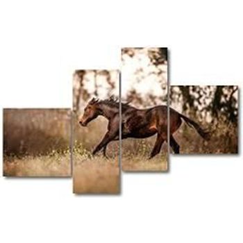 Personalized Wall Art Prints Quarter Horse Foal Horse Run Stock Pictures Roy