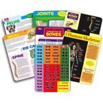 Bendon Publishing Magnetic Tin Playset Human Skeleton