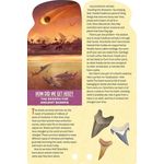 Fandex Kids Sharks Facts That Fit in Your Hand