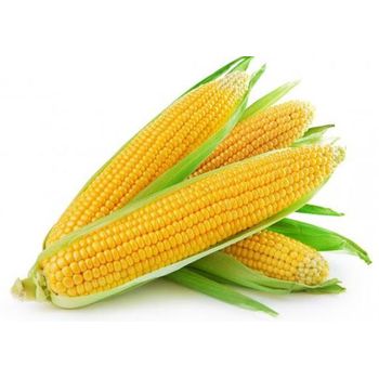 Sweet Corn           