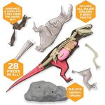 Discovery Mindblown 4D T Rex Anatomy Kit