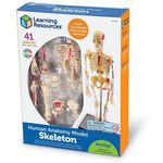 Learning Resources Human Anatomy Model Skeleton