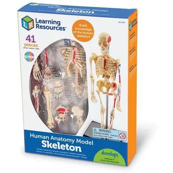 Learning Resources Human Anatomy Model Skeleton