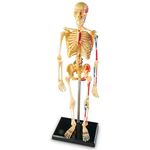 Learning Resources Human Anatomy Model Skeleton