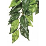 Exo Terra Forest Plant Ficus Medium 79g