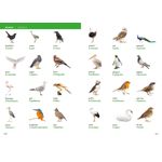 Collins Visual Dictionary Italian