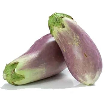 Brinjal Malaysia