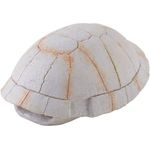 Exo Terra Tortoise Skull Small