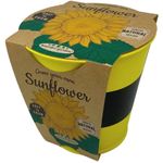 Boutique Garden Pastel Colours Pots Chalk Sunflower