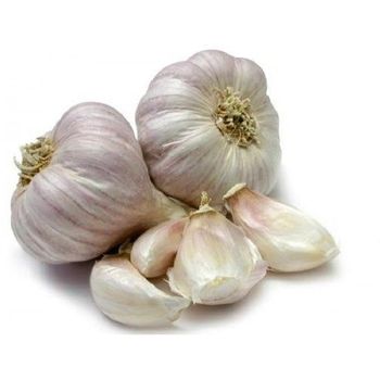 Garlic India