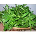 Kurma Leaf Ponnanganni Keera 