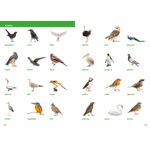 Collins Visual Dictionary English