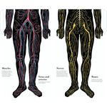 Thames & Hudson Inside the Body