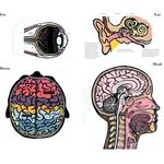 Thames & Hudson Inside the Body