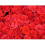 India Red Rose Approx 100gm