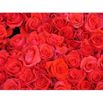 India Red Rose Approx 100gm