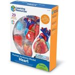 Learning Resources Human Anatomy Model Heart