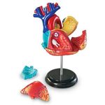 Learning Resources Human Anatomy Model Heart