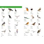 Collins Visual Dictionary Arabic