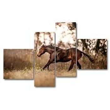 Personalized Wall Art Prints Quarter Horse Foal Horse Run Stock Pictures Roy