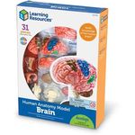 Learning Resources Human Anatomy Model Brain