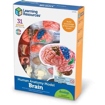 Learning Resources Human Anatomy Model Brain