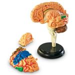 Learning Resources Human Anatomy Model Brain