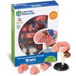 Learning Resources Human Anatomy Model Brain
